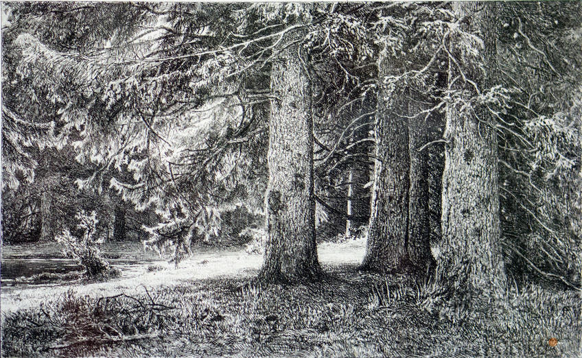 Фото №114554. Ели в Шуваловском парке. 1886. Шишкин И.И.(1832-1898)