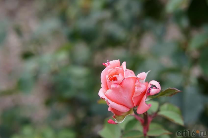 Фото №193678. Роза. Никитский  ботанический сад