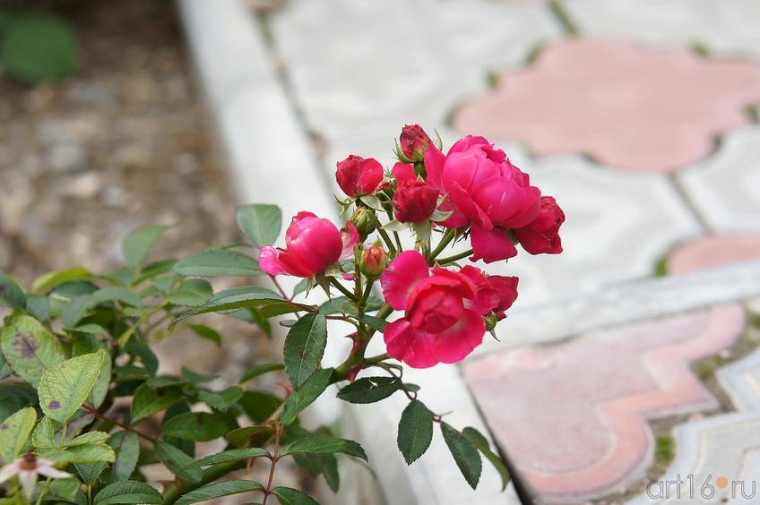 Фото №193684. Розы. Никитский  ботанический сад