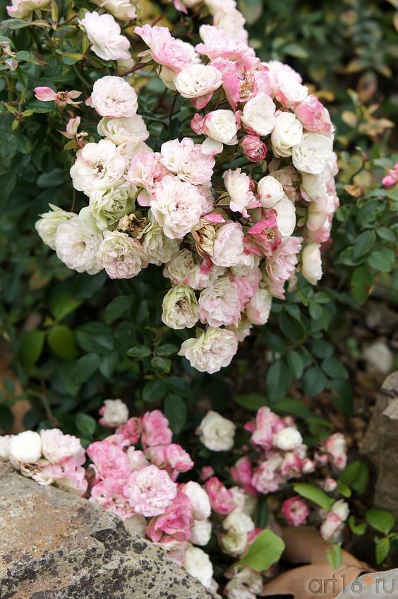 Фото №193708. Розы. Никитский  ботанический сад