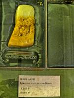 IMG_5541.jpg