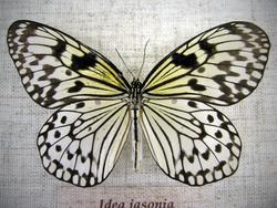 Idea jasonia