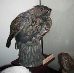 Филин