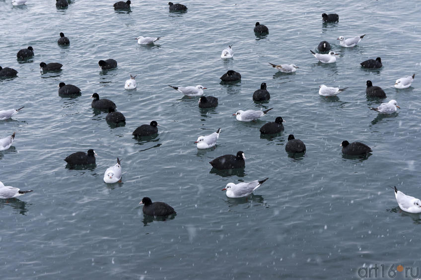Чайки и Гагары (наверное) на водной глади. Черное море. Ялта