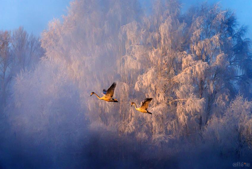 Фото №798605. Лебеди в тумане. Закир Умаров (Новосибирск), победитель в ном. «Птицы»