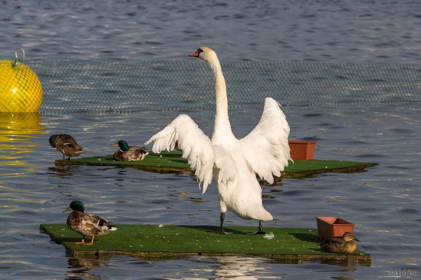 Фото №833743. Лебеди на озере Кабан. Казань 2015