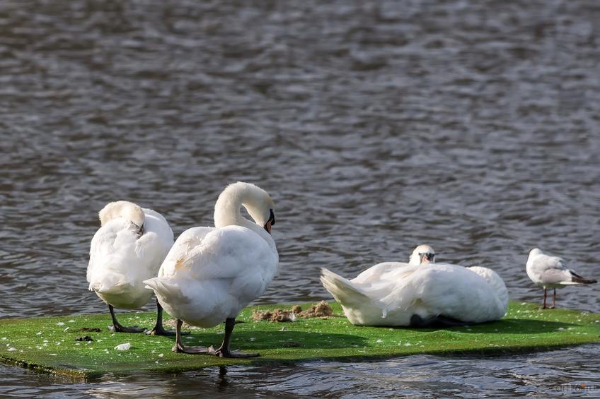 Фото №833767. Лебеди на озере Кабан. Казань 2015