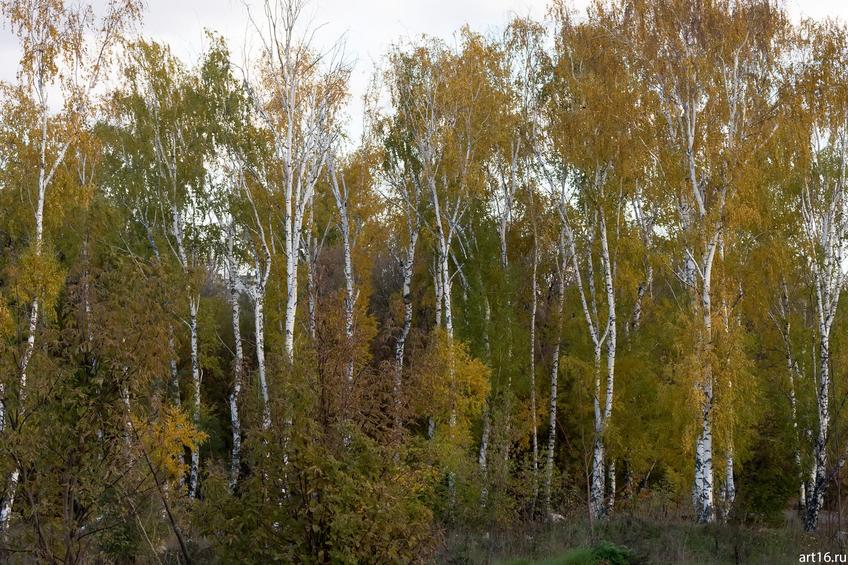 Фото №898864. Березовая рощица перед Речным вокзалом