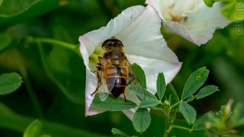 Фото №945133. Вьюнок полевой опыляет Ильница цепкая (лат. Eristalis tenax) — вид мух-журчалок