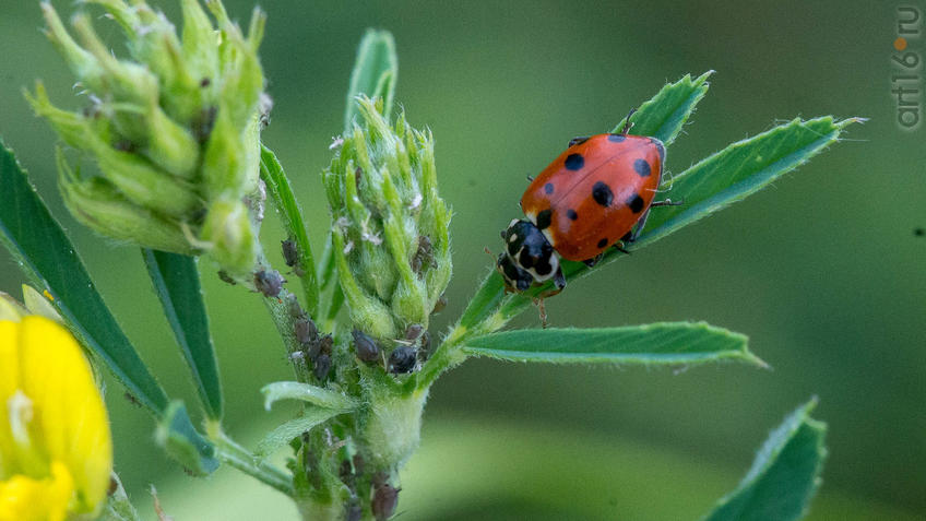 Фото №945143. Коровка изменчивая (лат. Hippodamia variegata)