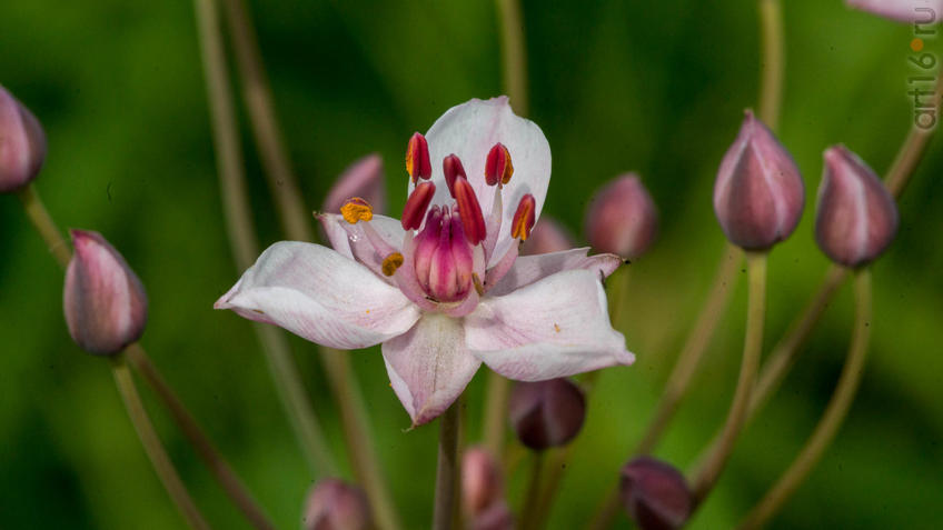 Фото №945148. Сусак зонтичный (B. umbellatus)