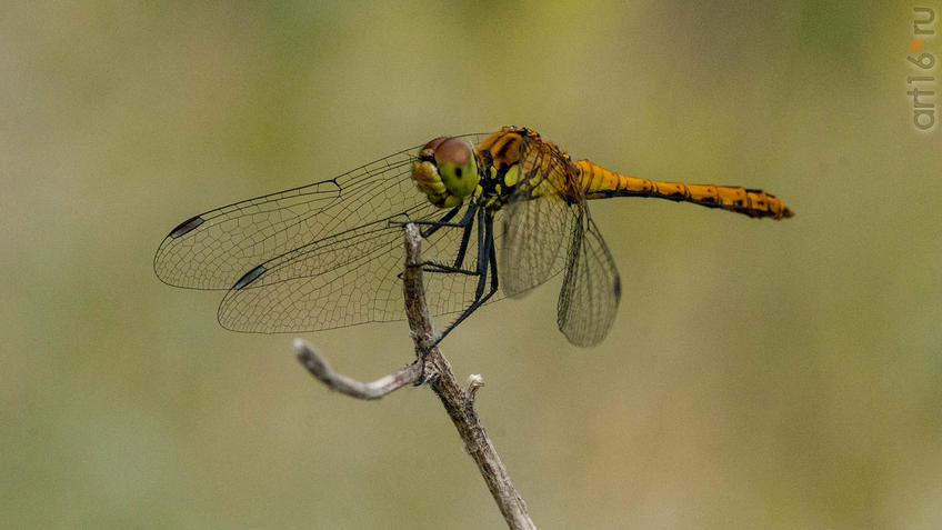 Фото №945188. Стрекоза стрелка (самка), (лат. Coenagrionidae)