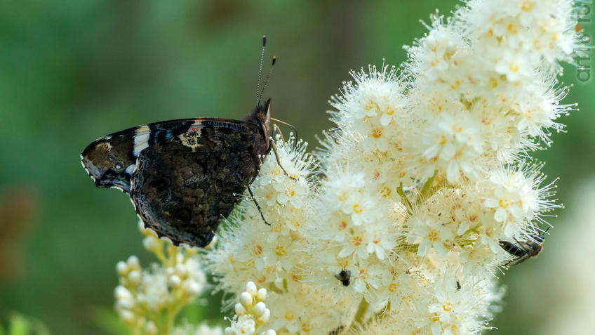 Фото №945293. Адмирал (лат. Vanessa atalanta) — дневная бабочка из семейства нимфалид (Nymphalidae)