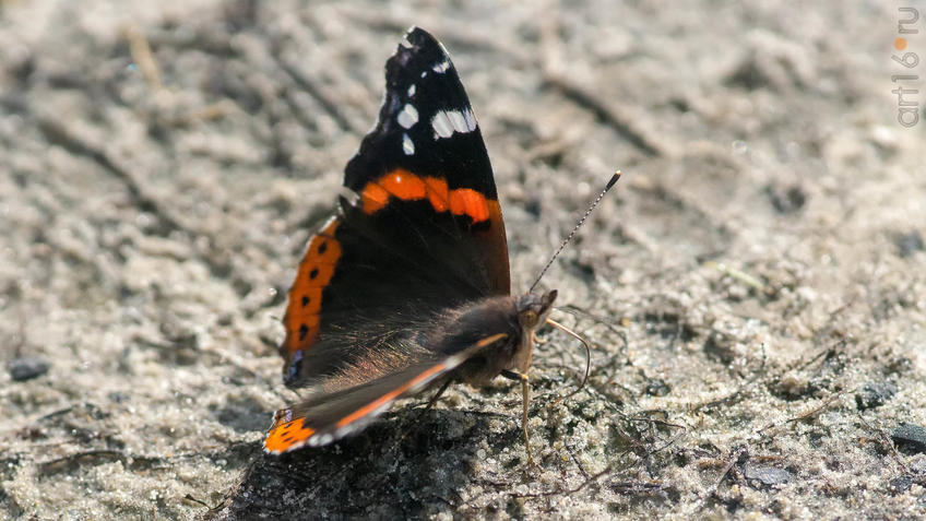 Фото №945298. Адмирал (лат. Vanessa atalanta) — дневная бабочка из семейства нимфалид (Nymphalidae).