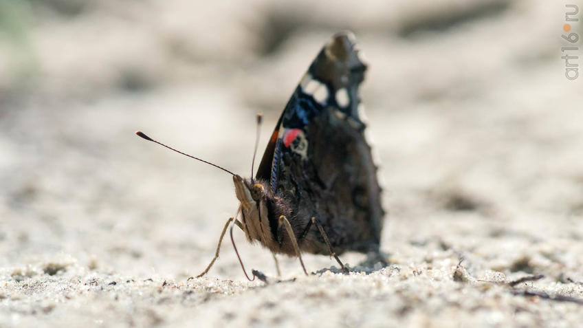 Фото №945303. Адмирал (лат. Vanessa atalanta) — дневная бабочка из семейства нимфалид (Nymphalidae)