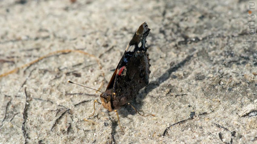 Фото №945308. Адмирал (лат. Vanessa atalanta) — дневная бабочка из семейства нимфалид (Nymphalidae)