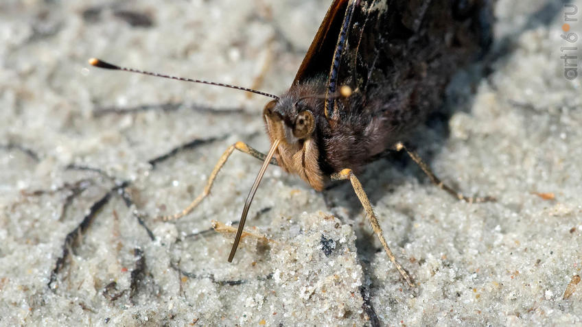 Фото №945313. Адмирал (лат. Vanessa atalanta) — дневная бабочка из семейства нимфалид (Nymphalidae)