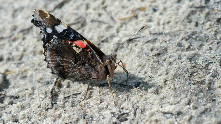 Фото №945318. Адмирал (лат. Vanessa atalanta) — дневная бабочка из семейства нимфалид (Nymphalidae)