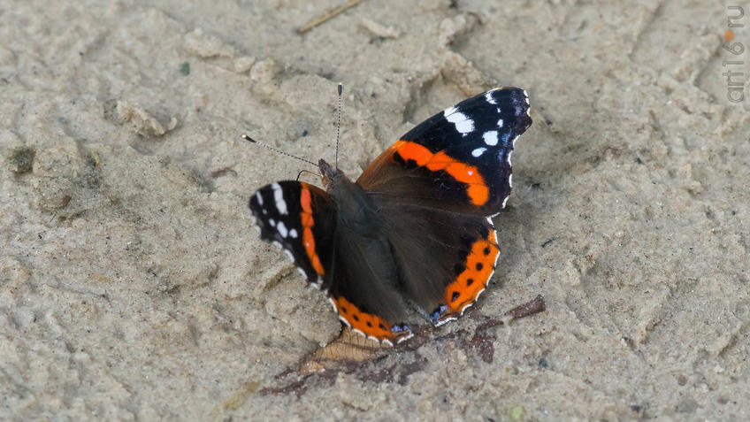 Фото №945323. Адмирал (лат. Vanessa atalanta) — дневная бабочка из семейства нимфалид (Nymphalidae)