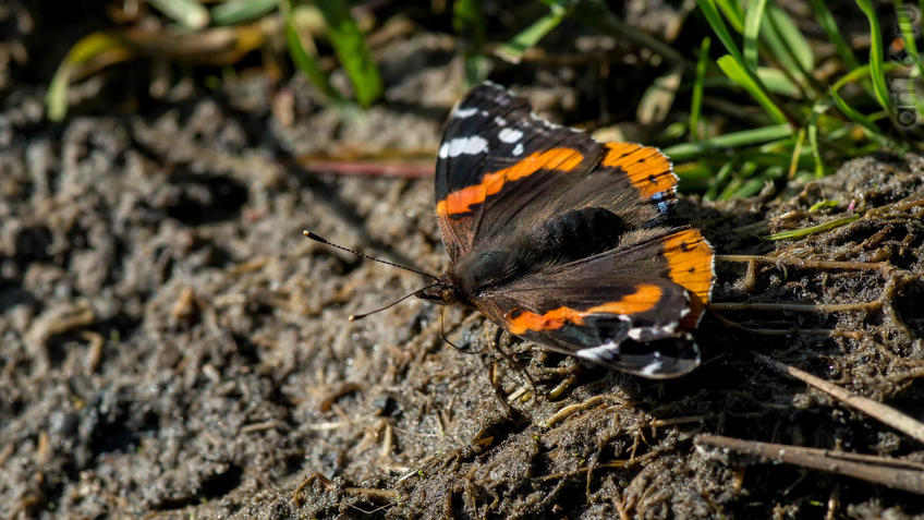 Фото №945338. Адмирал (лат. Vanessa atalanta) — дневная бабочка из семейства нимфалид (Nymphalidae)