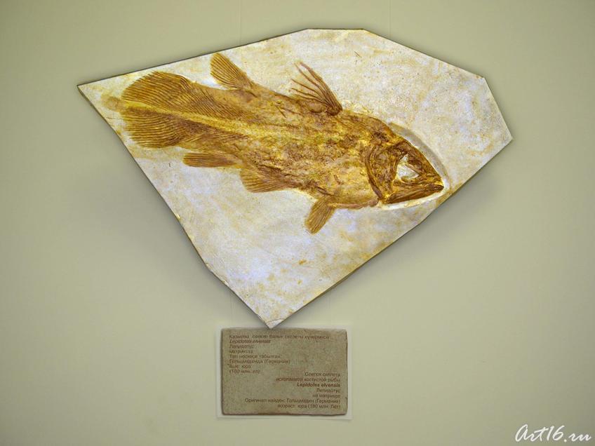 Кистепёрая рыба Коккодерма::Выставка «Затерянный мир»