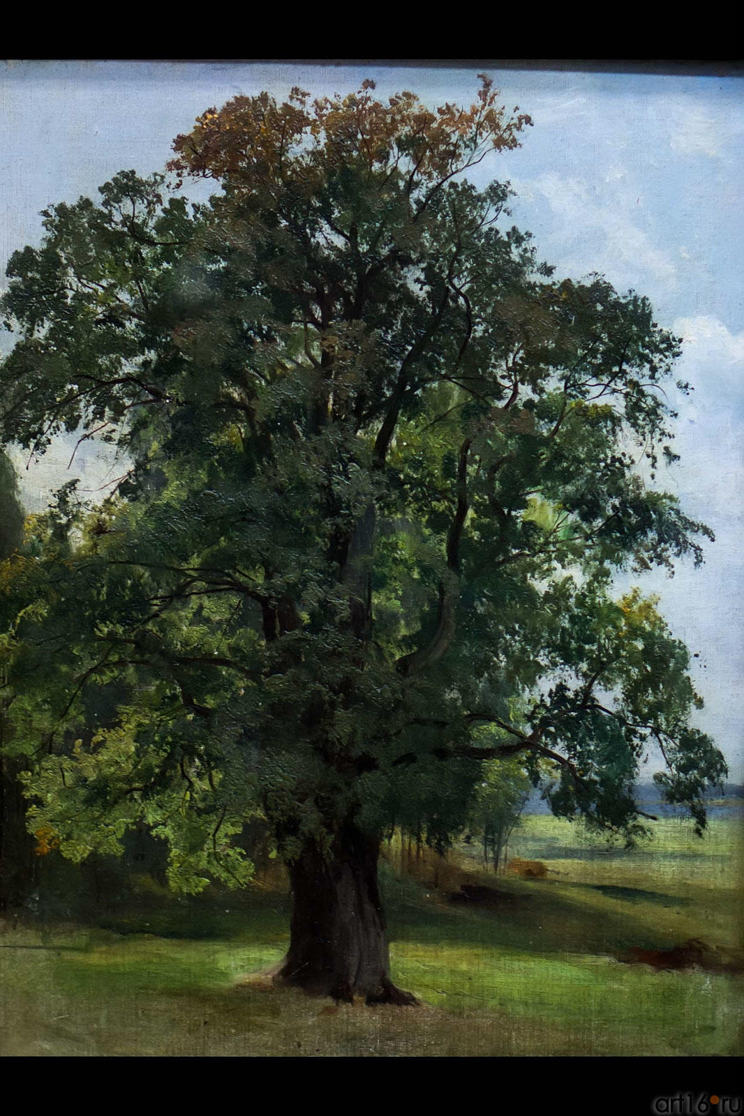 Дуб. Этюд.  Шишкин И.И.(1832-1898)::Шишкин Иван Иванович (1832-1898)