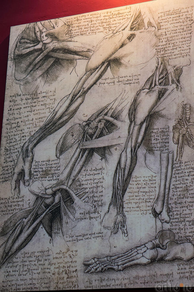 Фото №115198. Анатомический рисунок да Винчи