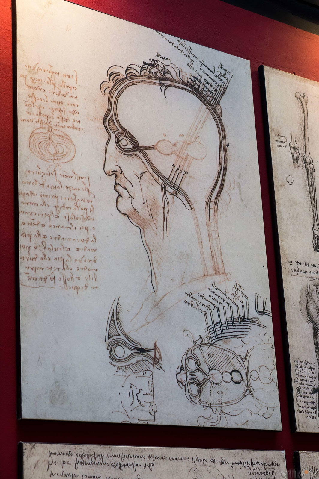 Анатомический рисунок да Винчи::Гений да Винчи