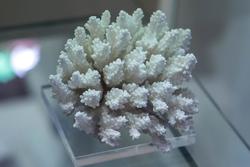 Акропора Куелча. Скелет колонии коралла