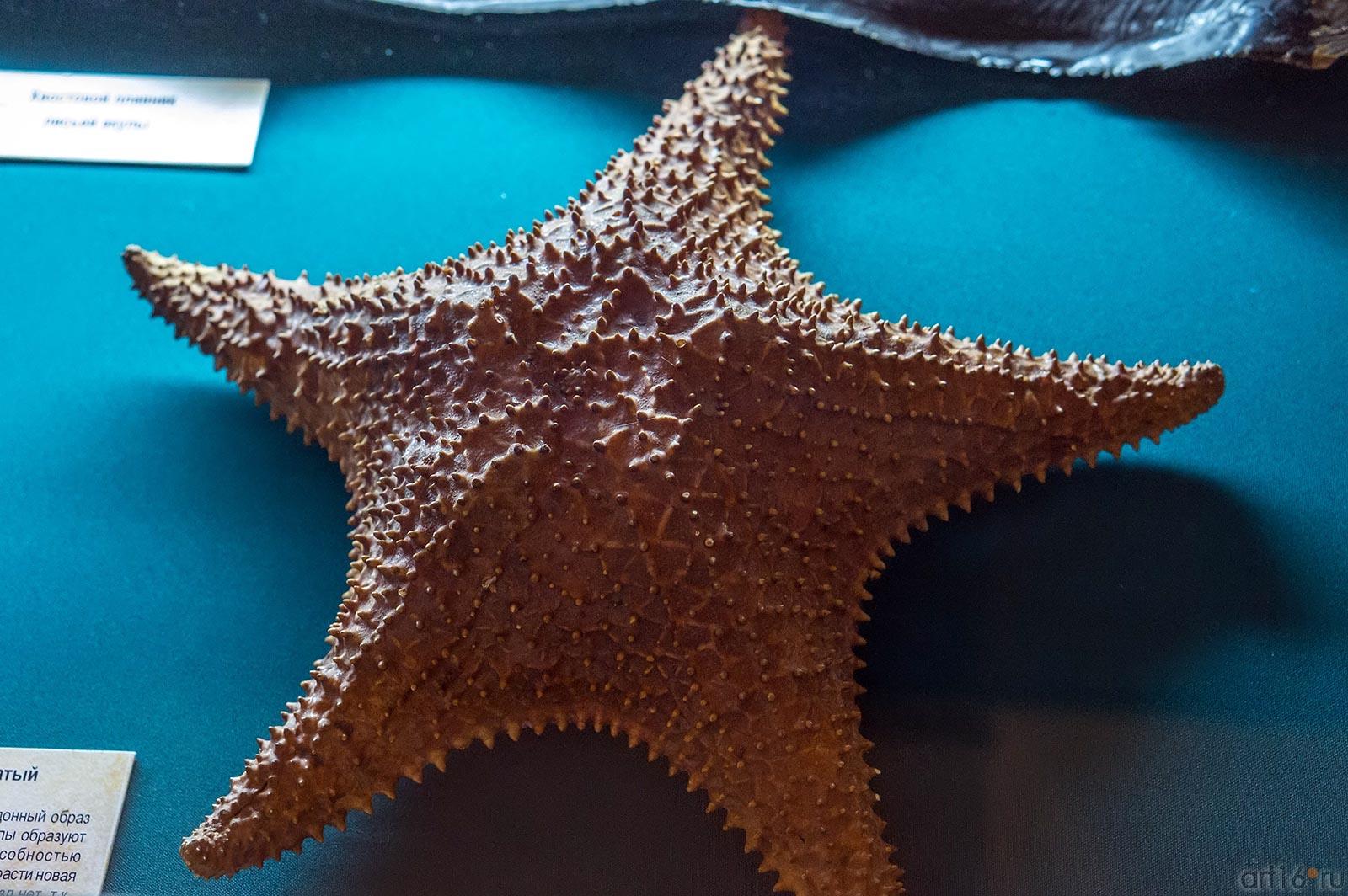 Звезда морская - Ореастер сетчатый.  Индийский океан, побережье о.Мадагаскар::Путешествие вокруг Света