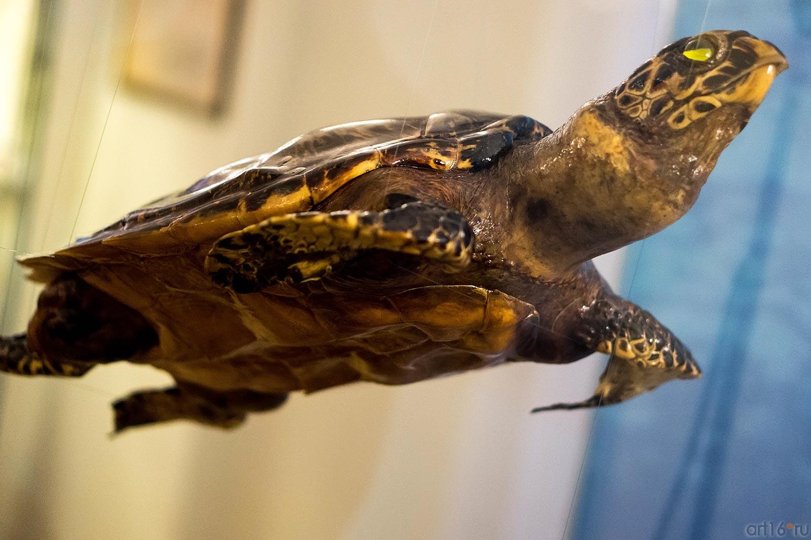 Черепаха Бисса или настоящая каретта::Путешествие вокруг Света