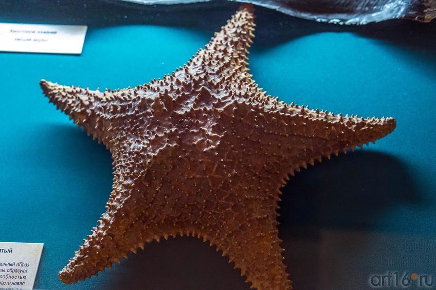 Фото №119832. Звезда морская - Ореастер сетчатый. <br />Индийский океан, побережье о.Мадагаскар