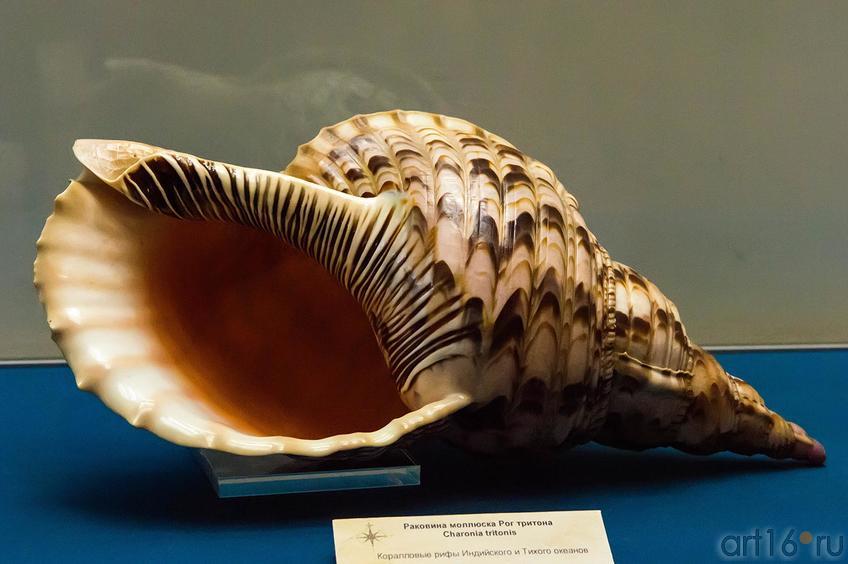 Раковина моллюска Рог тритона::Путешествие вокруг Света