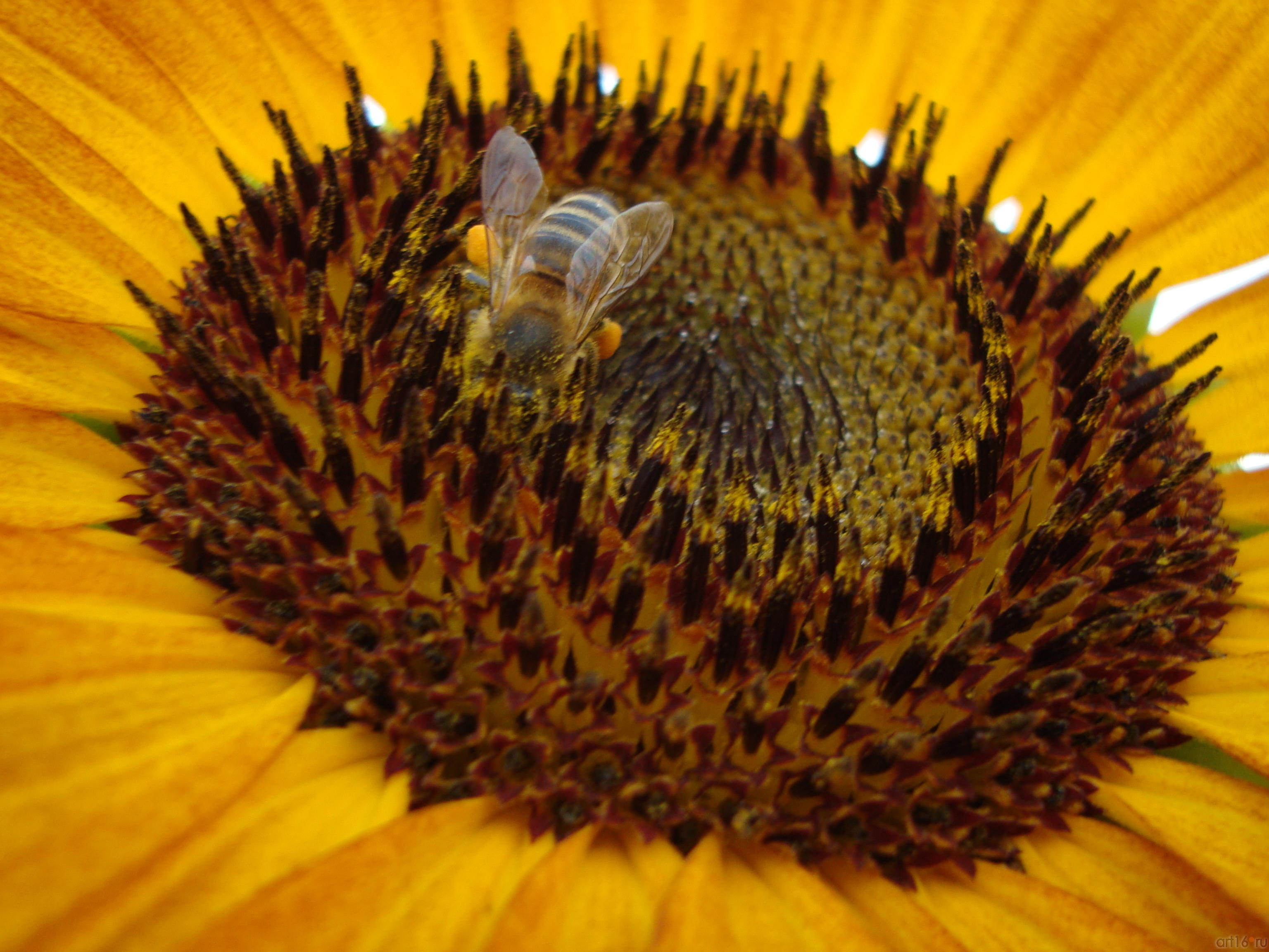 Фотографии из архива Сайфутдинова А.К.::Анвар Сайфутдинов