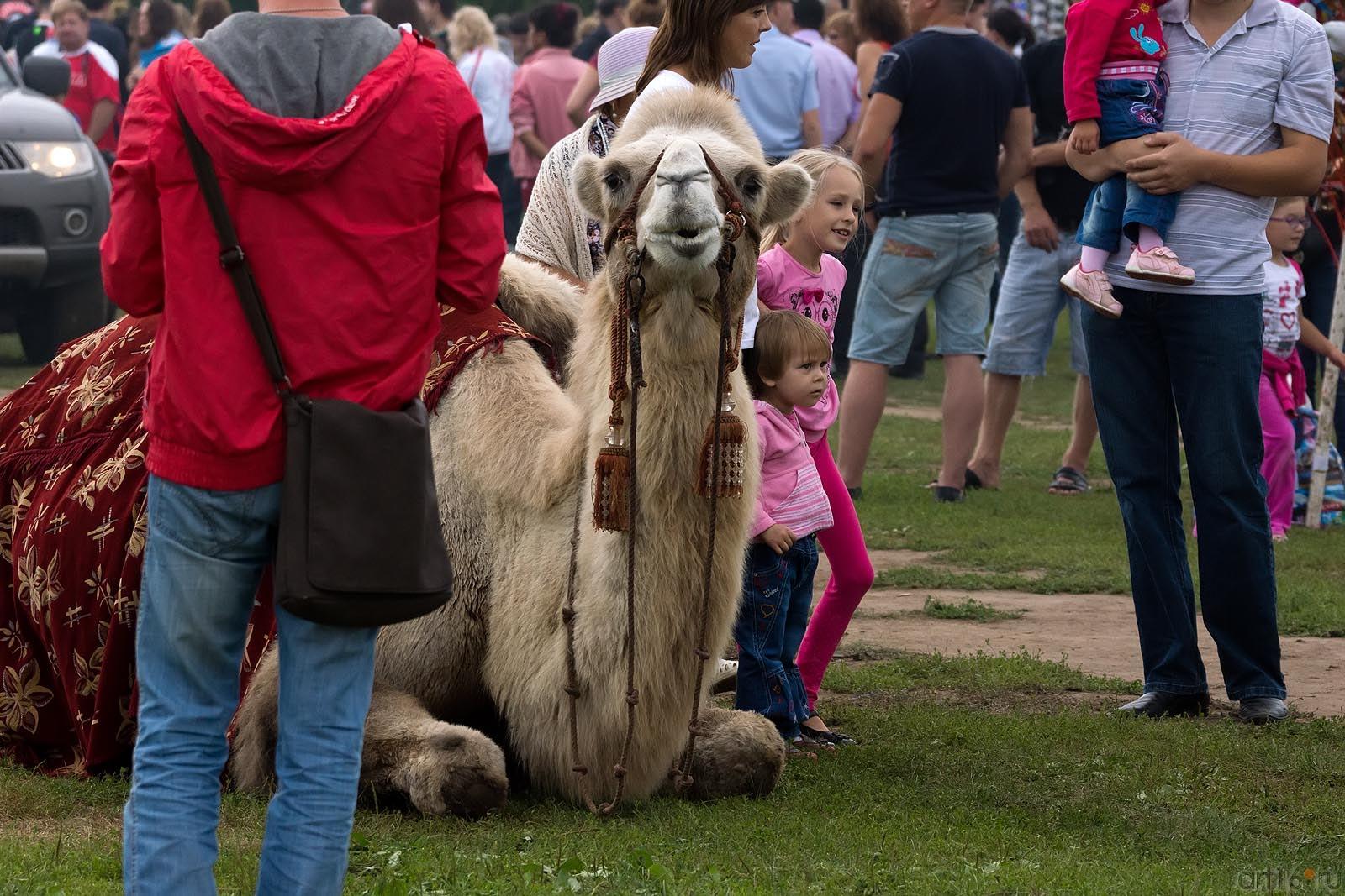  Корабль пустыни. День авиации. Куркачи. 17.08.2013::День авиации, Куркачи 2013