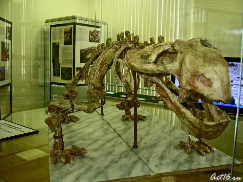 Скелет дицинодонта::Парк пермского периода
