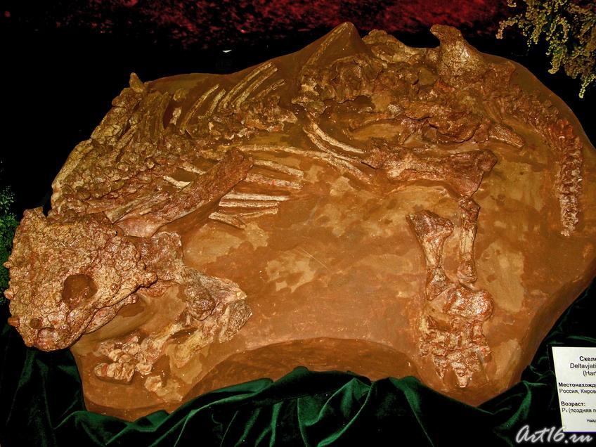 Скелет парейазавра::Парк пермского периода