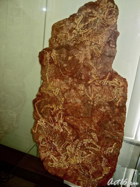 Скопление скелетов суминий::Парк пермского периода