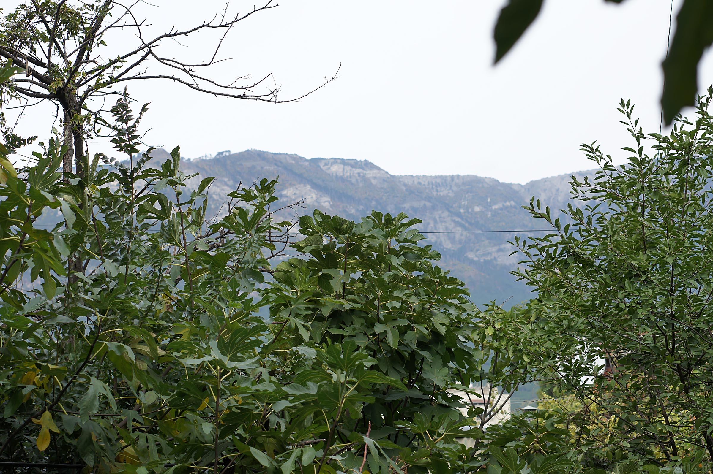 Вид из окна. Крым. Ялта::Ялта