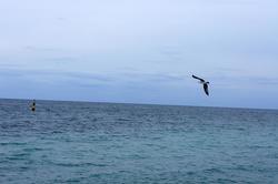 Альбатрос над морем