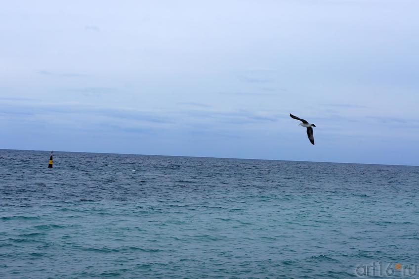 Альбатрос над морем::Ялта