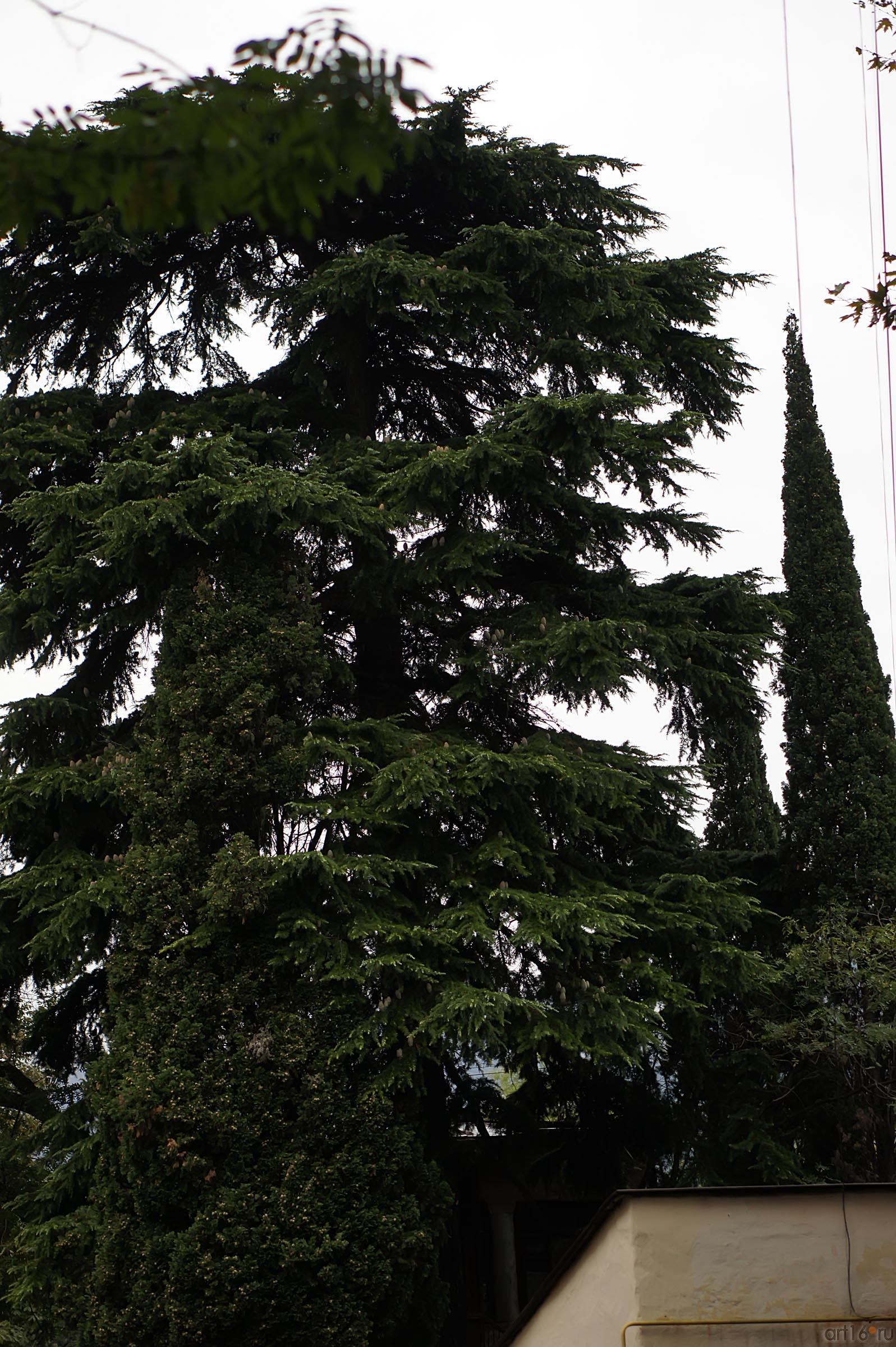 Южные деревья::Ялта