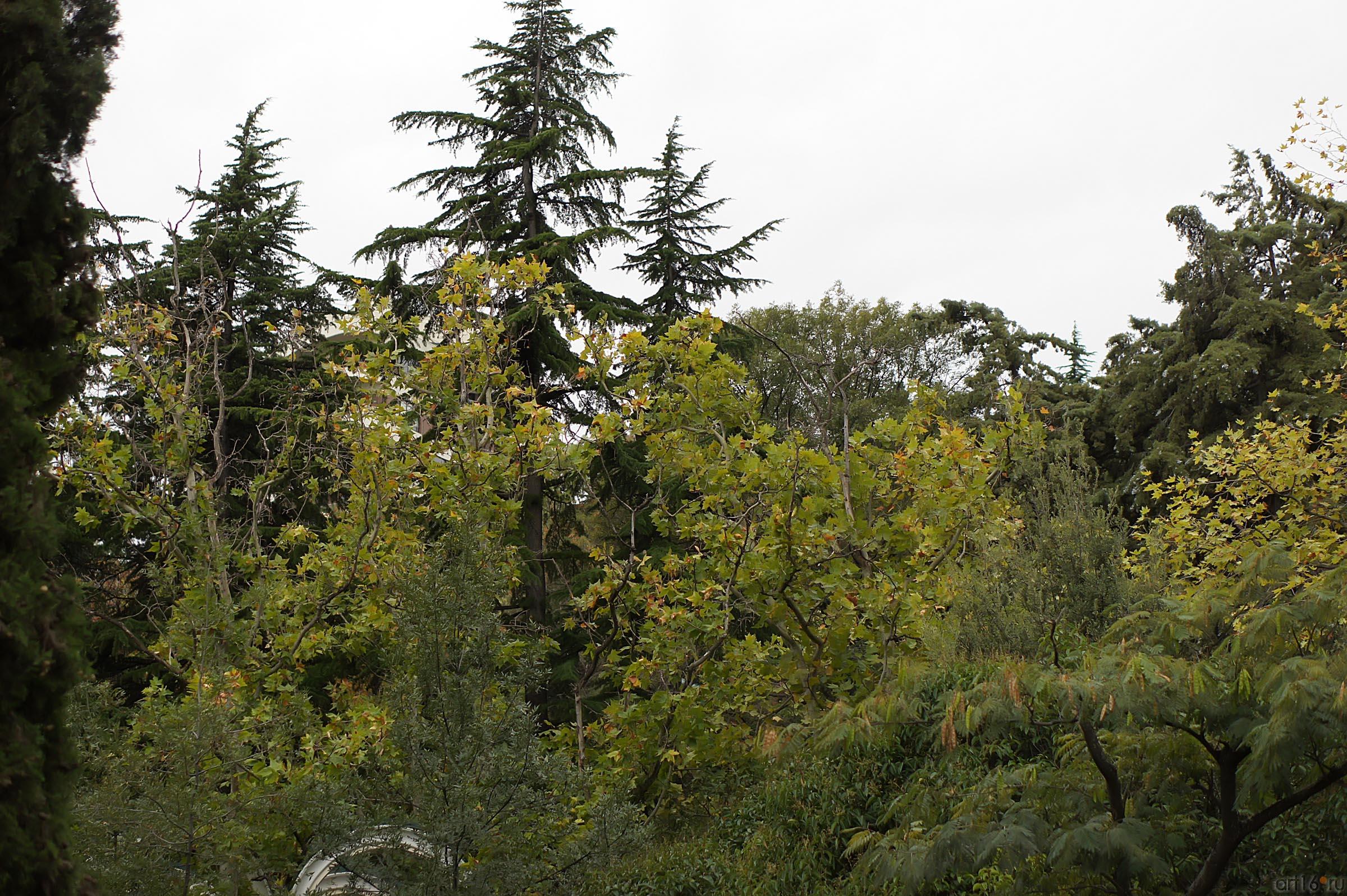 Деревья Приморского парка в Ялте::Ялта