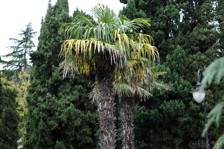 Пальмы и кипарисы Приморского парка в Ялте::Ялта