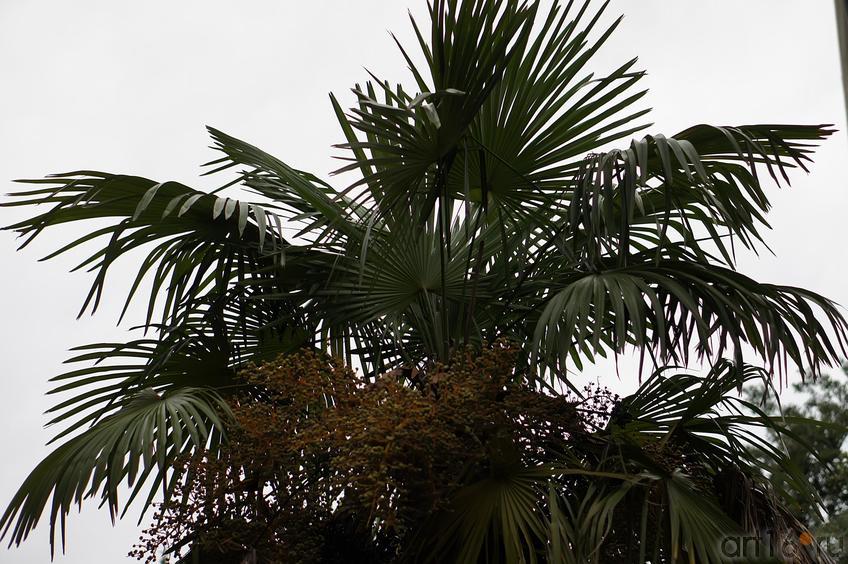 В Приморском парке::Ялта