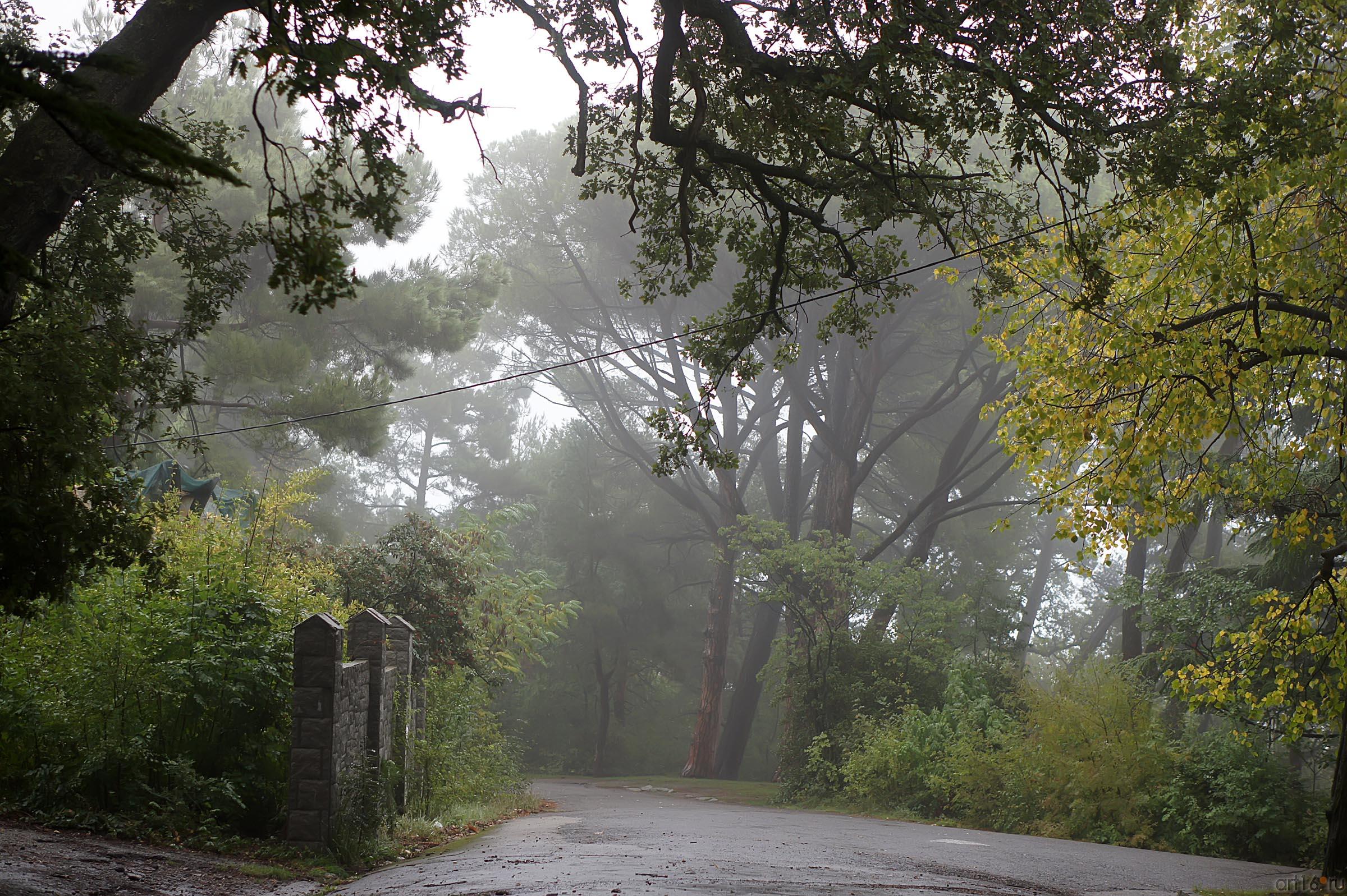 Утренняя прогулка по Ливадийскому парку::Парк в Ливадии