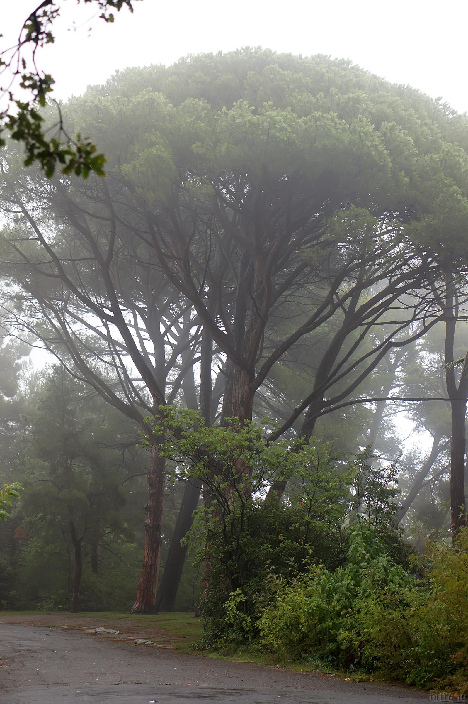 Утренняя прогулка по Ливадийскому парку::Парк в Ливадии