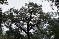 Деревья Ливадийского парка