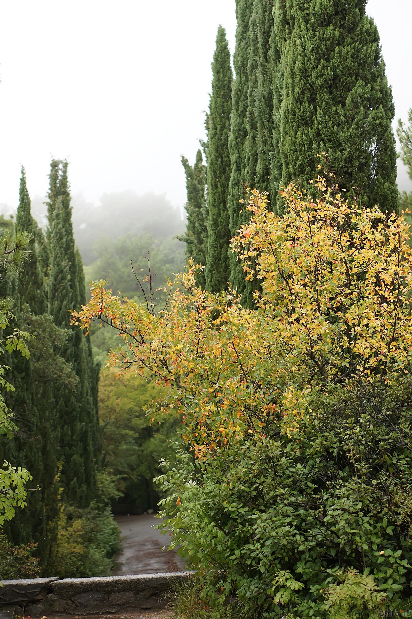 Кипарисы Ливадийского парка. Большая Ялта::Парк в Ливадии