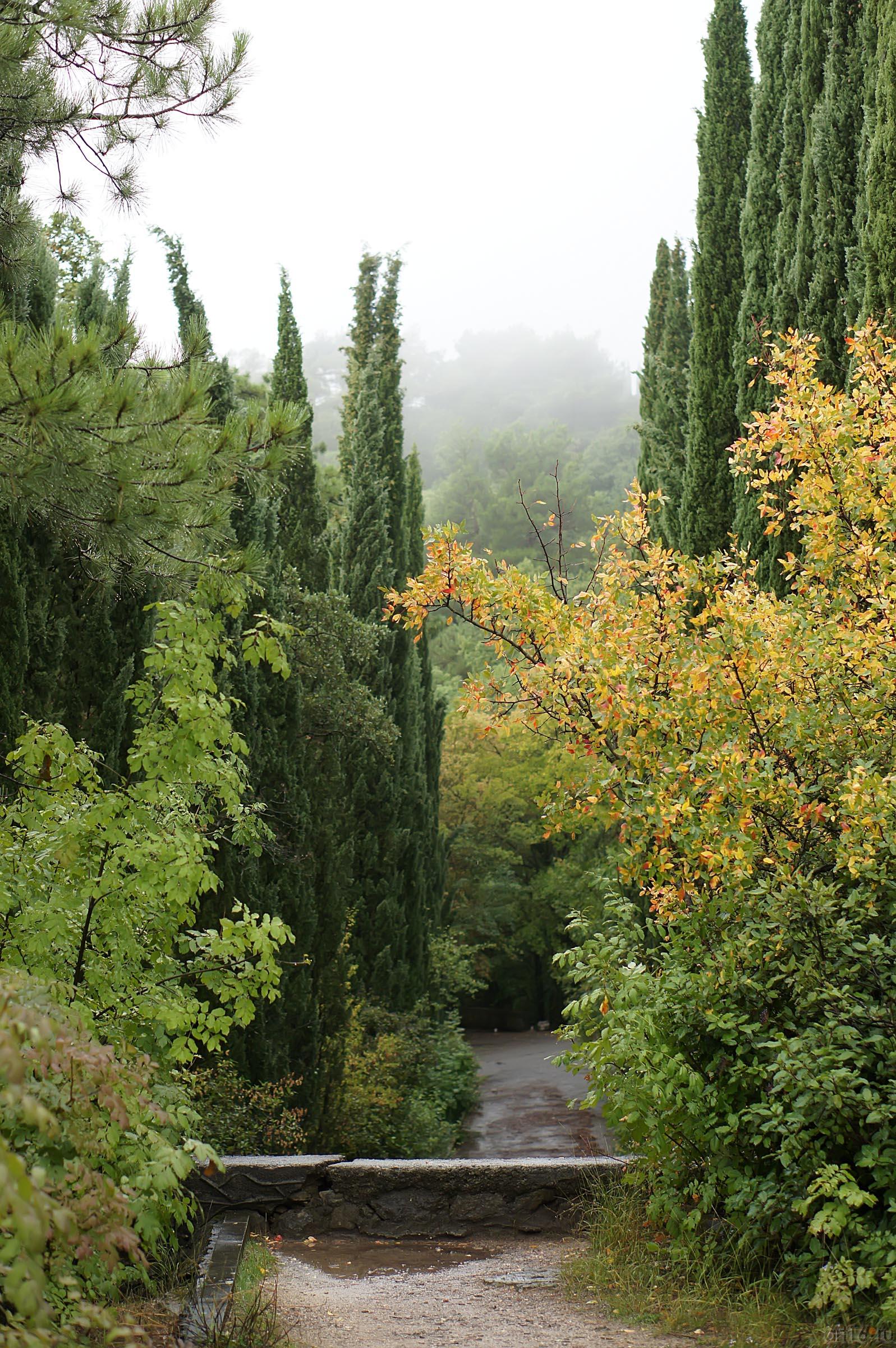 Кипарисы Ливадийского парка. Большая Ялта::Парк в Ливадии